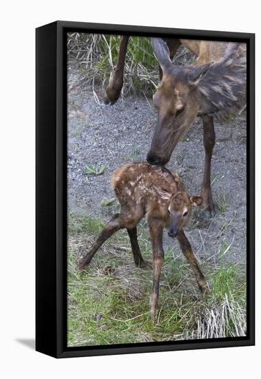 Rocky Mountain Cow Elk with Newborn Calf-Ken Archer-Framed Premier Image Canvas