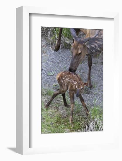 Rocky Mountain Cow Elk with Newborn Calf-Ken Archer-Framed Photographic Print