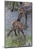 Rocky Mountain Cow Elk with Newborn Calf-Ken Archer-Mounted Photographic Print