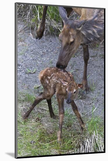 Rocky Mountain Cow Elk with Newborn Calf-Ken Archer-Mounted Photographic Print