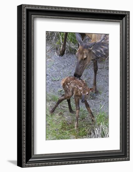 Rocky Mountain Cow Elk with Newborn Calf-Ken Archer-Framed Photographic Print