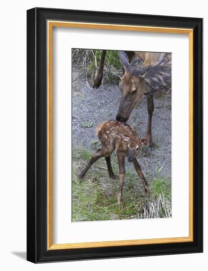 Rocky Mountain Cow Elk with Newborn Calf-Ken Archer-Framed Photographic Print