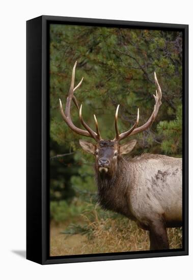 Rocky Mountain Elk Bull in Fall Rainstorm, Yellowstone National Park, Wyoming, Usa-John Barger-Framed Premier Image Canvas