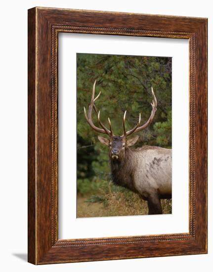 Rocky Mountain Elk Bull in Fall Rainstorm, Yellowstone National Park, Wyoming, Usa-John Barger-Framed Photographic Print