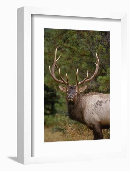 Rocky Mountain Elk Bull in Fall Rainstorm, Yellowstone National Park, Wyoming, Usa-John Barger-Framed Photographic Print