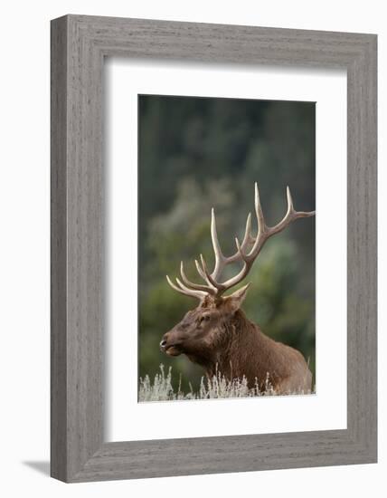 Rocky Mountain Elk Bull in Peak Shape for Fall Rut, Yellowstone National Park, Wyoming, Usa-John Barger-Framed Photographic Print