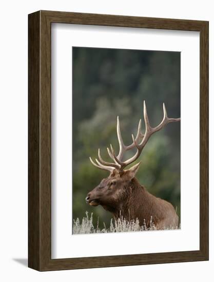 Rocky Mountain Elk Bull in Peak Shape for Fall Rut, Yellowstone National Park, Wyoming, Usa-John Barger-Framed Photographic Print