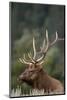 Rocky Mountain Elk Bull in Peak Shape for Fall Rut, Yellowstone National Park, Wyoming, Usa-John Barger-Mounted Photographic Print
