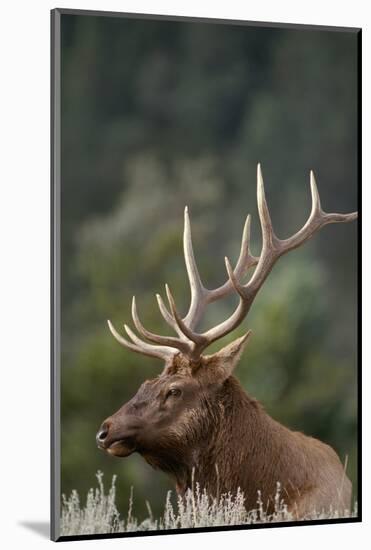 Rocky Mountain Elk Bull in Peak Shape for Fall Rut, Yellowstone National Park, Wyoming, Usa-John Barger-Mounted Photographic Print