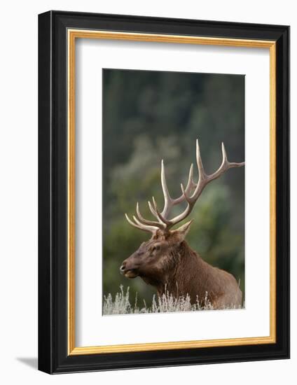 Rocky Mountain Elk Bull in Peak Shape for Fall Rut, Yellowstone National Park, Wyoming, Usa-John Barger-Framed Photographic Print