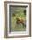 Rocky Mountain Elk Calf-Ken Archer-Framed Photographic Print