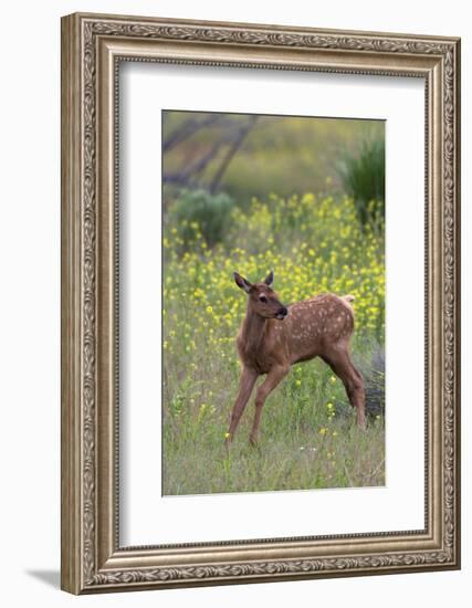 Rocky Mountain Elk Calf-Ken Archer-Framed Photographic Print