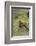 Rocky Mountain Elk Calf-Ken Archer-Framed Photographic Print