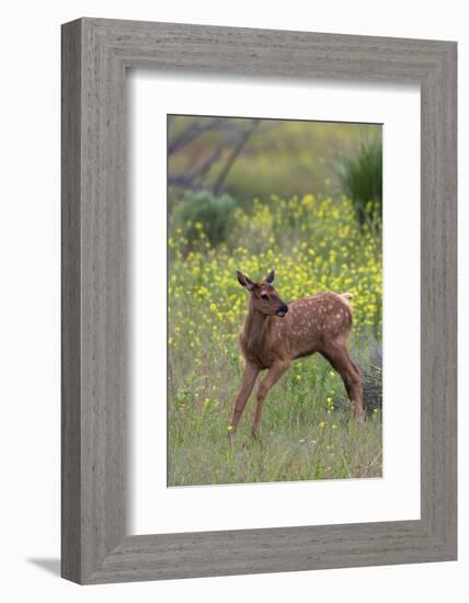 Rocky Mountain Elk Calf-Ken Archer-Framed Photographic Print