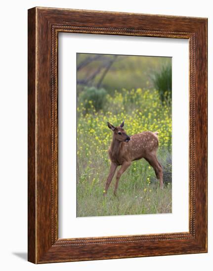 Rocky Mountain Elk Calf-Ken Archer-Framed Photographic Print