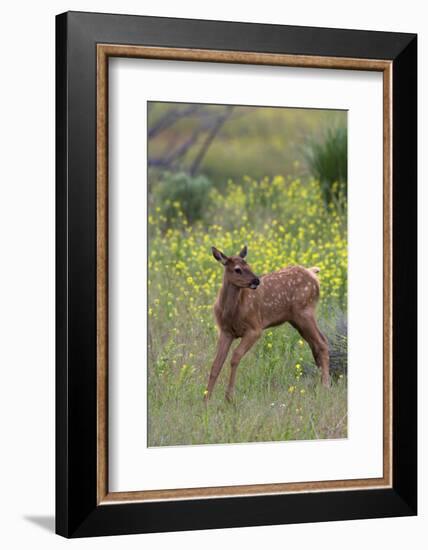 Rocky Mountain Elk Calf-Ken Archer-Framed Photographic Print