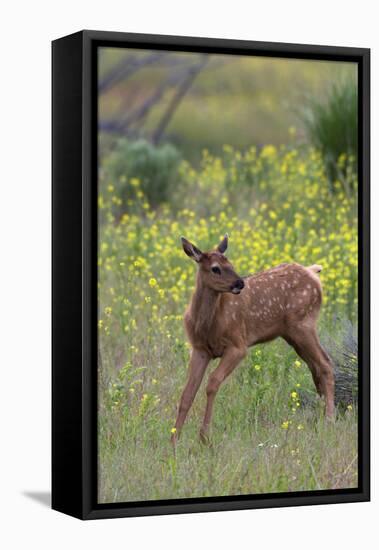 Rocky Mountain Elk Calf-Ken Archer-Framed Premier Image Canvas