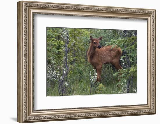 Rocky Mountain Elk Calf-Ken Archer-Framed Photographic Print