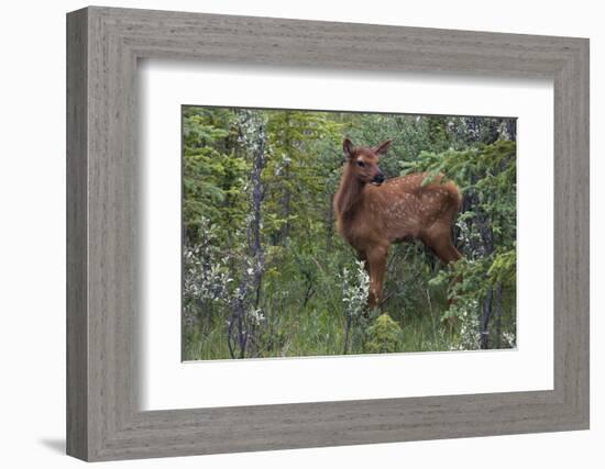 Rocky Mountain Elk Calf-Ken Archer-Framed Photographic Print