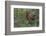 Rocky Mountain Elk Calf-Ken Archer-Framed Photographic Print