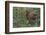 Rocky Mountain Elk Calf-Ken Archer-Framed Photographic Print