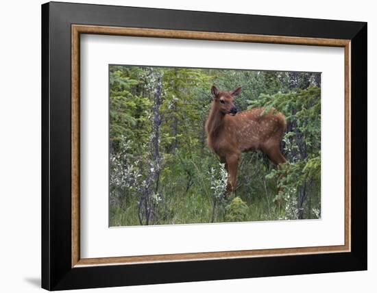 Rocky Mountain Elk Calf-Ken Archer-Framed Photographic Print