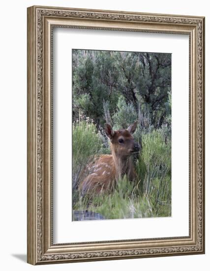 Rocky Mountain Elk Calf-Ken Archer-Framed Photographic Print