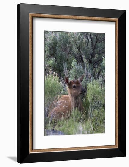 Rocky Mountain Elk Calf-Ken Archer-Framed Photographic Print