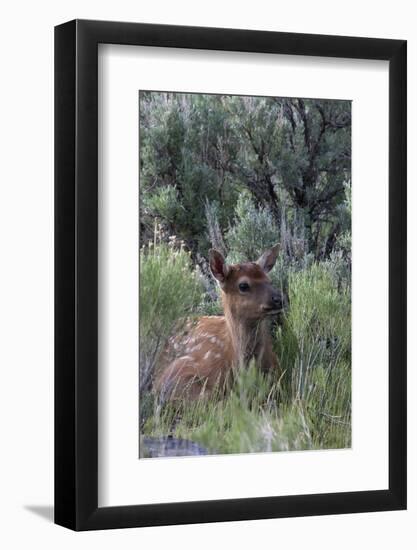 Rocky Mountain Elk Calf-Ken Archer-Framed Photographic Print