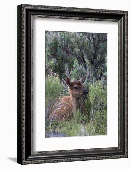 Rocky Mountain Elk Calf-Ken Archer-Framed Photographic Print