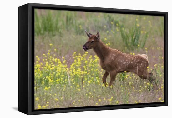 Rocky Mountain Elk Calf-Ken Archer-Framed Premier Image Canvas