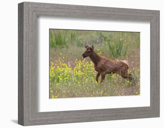 Rocky Mountain Elk Calf-Ken Archer-Framed Photographic Print