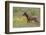 Rocky Mountain Elk Calf-Ken Archer-Framed Photographic Print