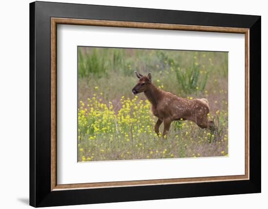 Rocky Mountain Elk Calf-Ken Archer-Framed Photographic Print