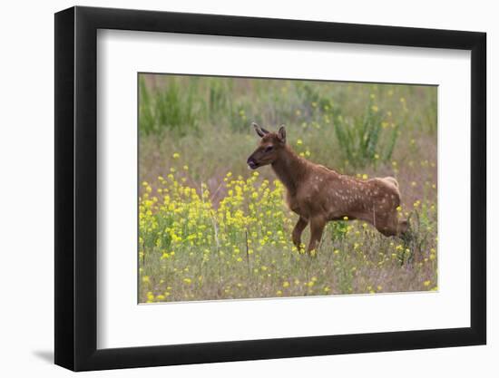 Rocky Mountain Elk Calf-Ken Archer-Framed Photographic Print