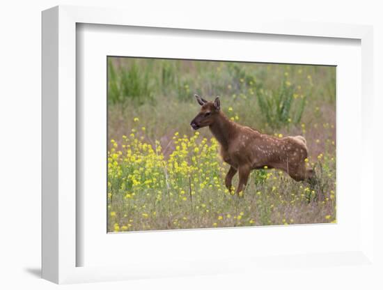 Rocky Mountain Elk Calf-Ken Archer-Framed Photographic Print