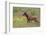 Rocky Mountain Elk Calf-Ken Archer-Framed Photographic Print