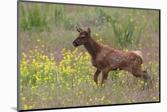 Rocky Mountain Elk Calf-Ken Archer-Mounted Photographic Print