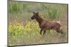 Rocky Mountain Elk Calf-Ken Archer-Mounted Photographic Print