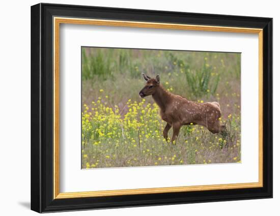 Rocky Mountain Elk Calf-Ken Archer-Framed Photographic Print