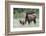 Rocky Mountain Elk cow with calf-Ken Archer-Framed Photographic Print