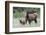 Rocky Mountain Elk cow with calf-Ken Archer-Framed Photographic Print