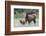 Rocky Mountain Elk cow with calf-Ken Archer-Framed Photographic Print