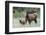 Rocky Mountain Elk cow with calf-Ken Archer-Framed Photographic Print