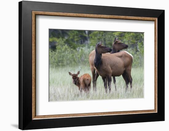 Rocky Mountain Elk cow with calf-Ken Archer-Framed Photographic Print