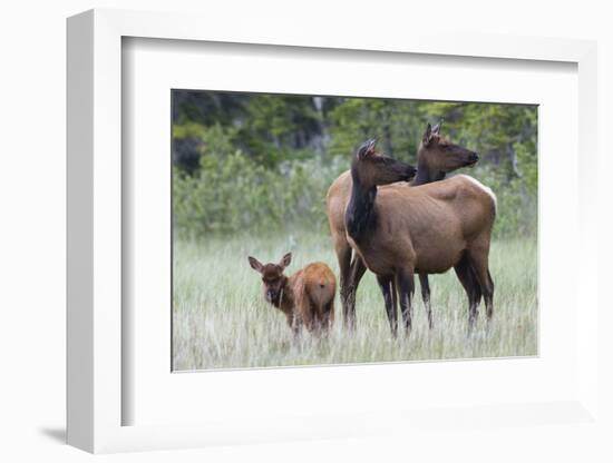 Rocky Mountain Elk cow with calf-Ken Archer-Framed Photographic Print