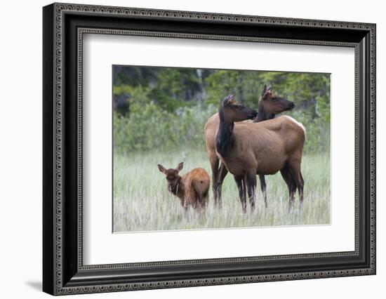 Rocky Mountain Elk cow with calf-Ken Archer-Framed Photographic Print