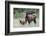 Rocky Mountain Elk cow with calf-Ken Archer-Framed Photographic Print