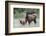 Rocky Mountain Elk cow with calf-Ken Archer-Framed Photographic Print