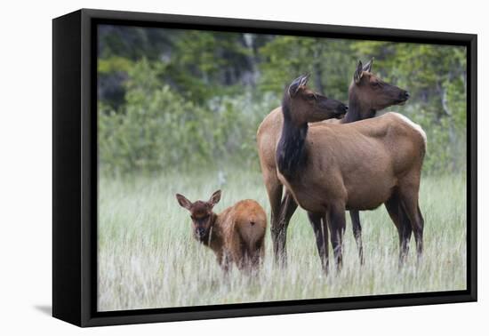Rocky Mountain Elk cow with calf-Ken Archer-Framed Premier Image Canvas